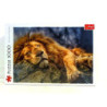 PUZZLE 1000 Śpiący lew 10447