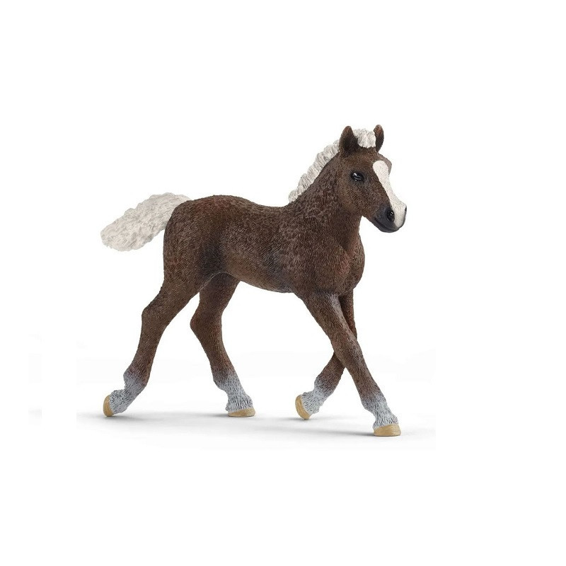 SLH koń Szwardzwaldzki źrebię 20_ 13899 39589