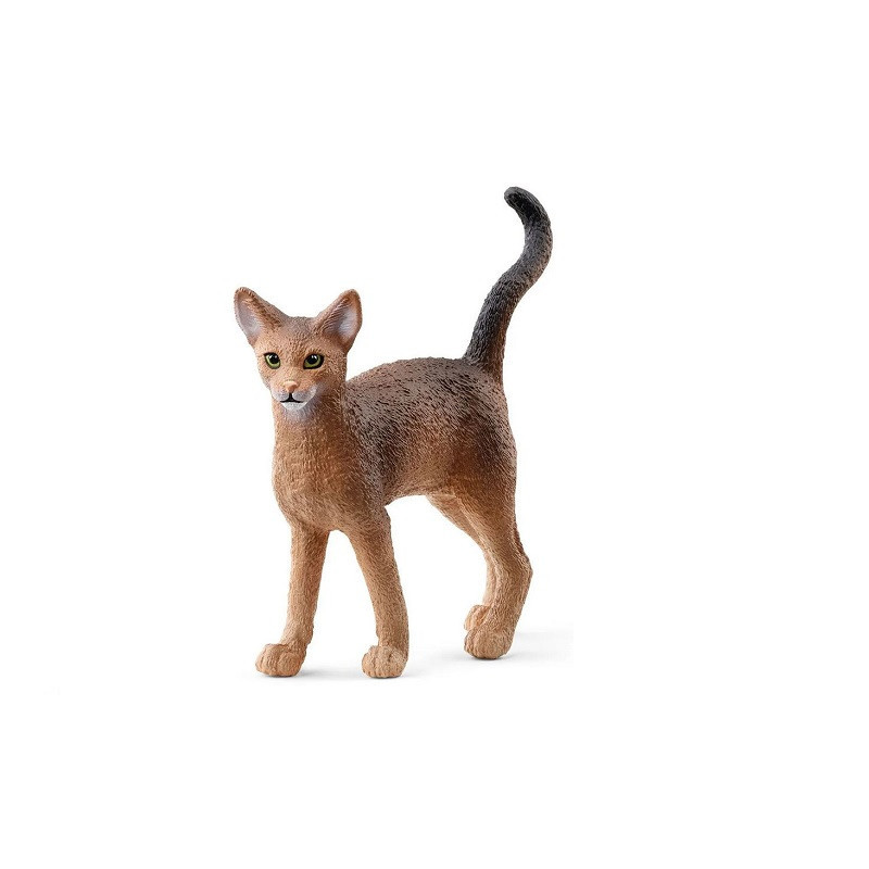 SLH Kot abisyński 13964 78279