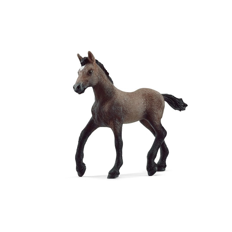 SLH źrebak rasy Paso Peruano 13954 68956