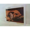 CLE puzzle 500 HQC Fototeca Puppies 35020