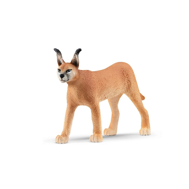 SLH samica karakala 14867 37693