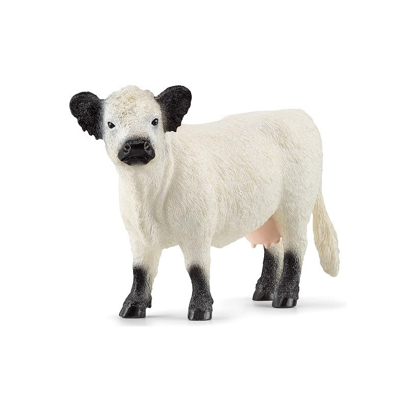 SLH krowa rasy Galloway 13960 78255