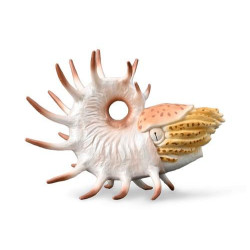 Collecta cooperoceras 88946 89467