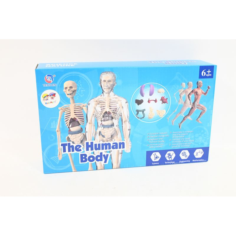  Model anatomiczny ludzkie ciało 2002087 20875