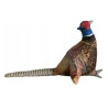 Bażant 30cm 31440