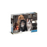 CLE puzzle 1000 Compact Lovy Kittens 39943