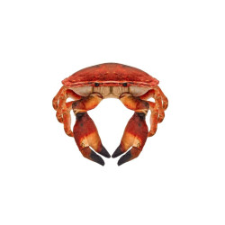 Krab słonowodny 26cm 14171 23896