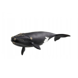 SLH wieloryb biskajski WildLife 14878 62241