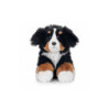 Pies berneński 23cm 14285 25036
